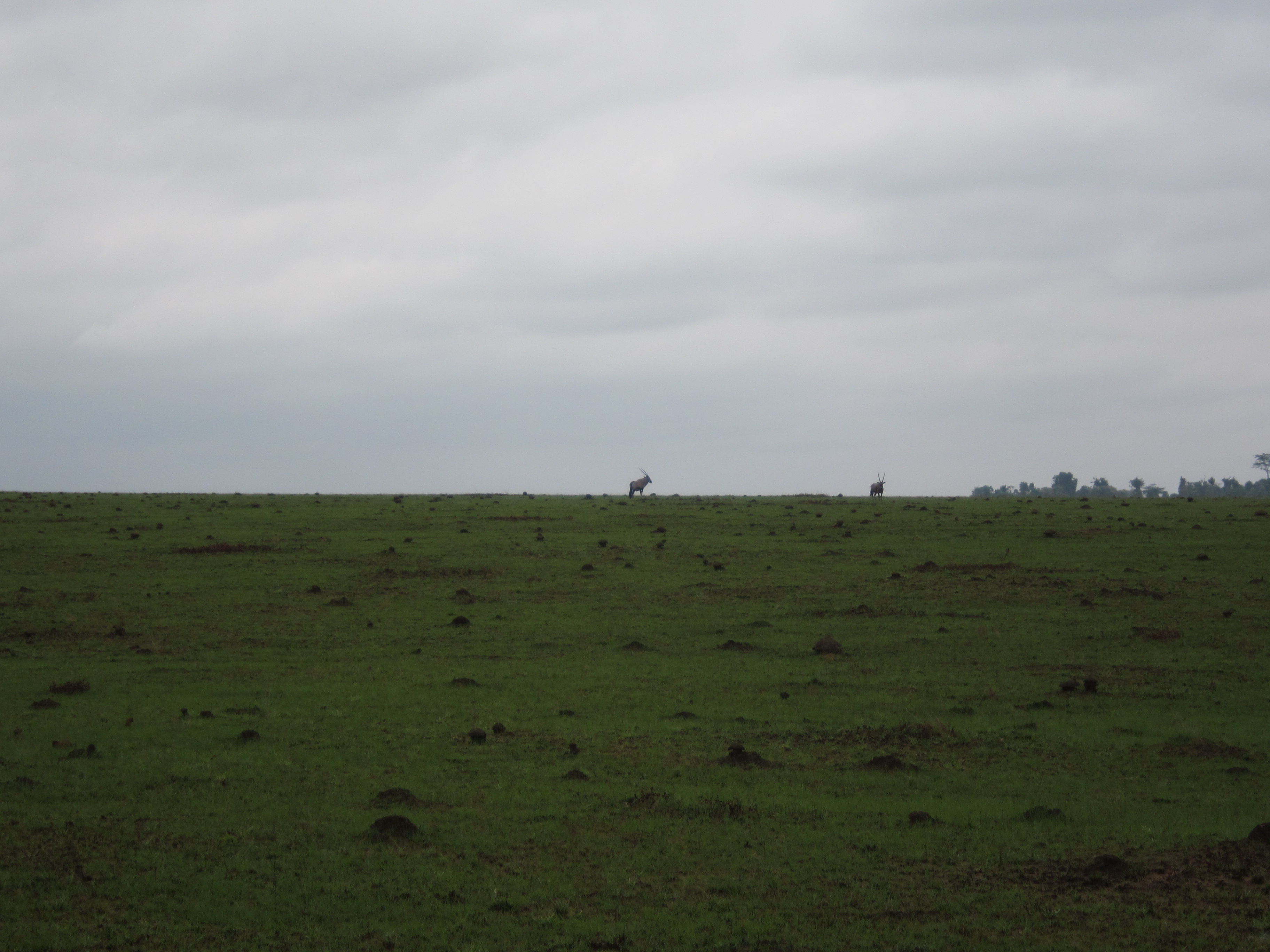 Safari sur les
plateaux Batéké